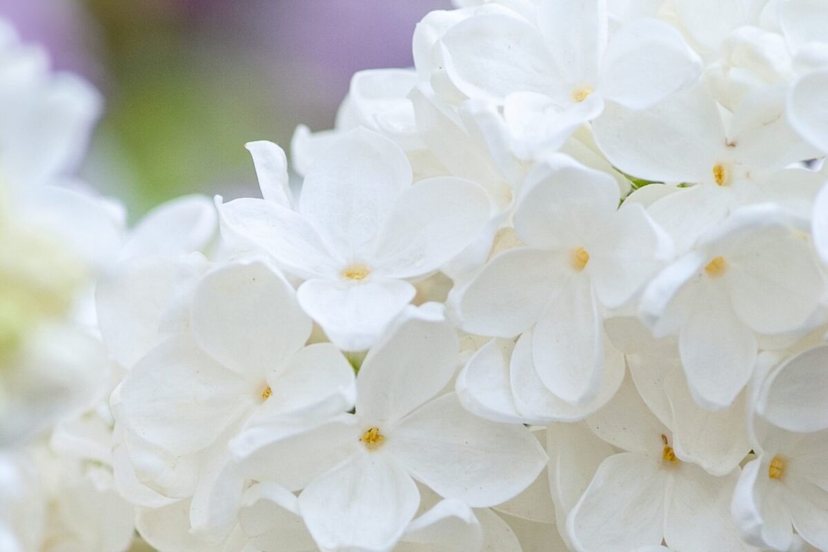 Image of white flowers