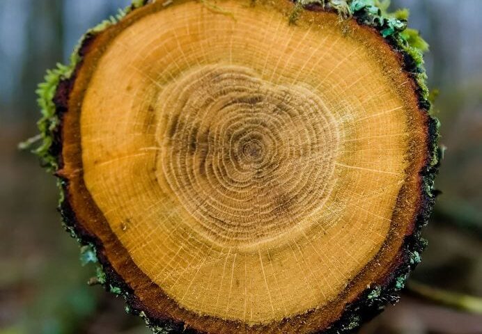 A cross-section of a tree, showing annual growth