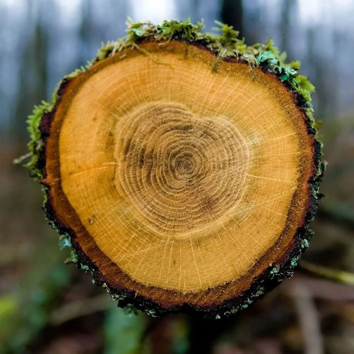 A cross-section of a tree, showing annual growth