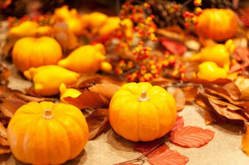 Pumpkins on top of autumn leaves and berries
