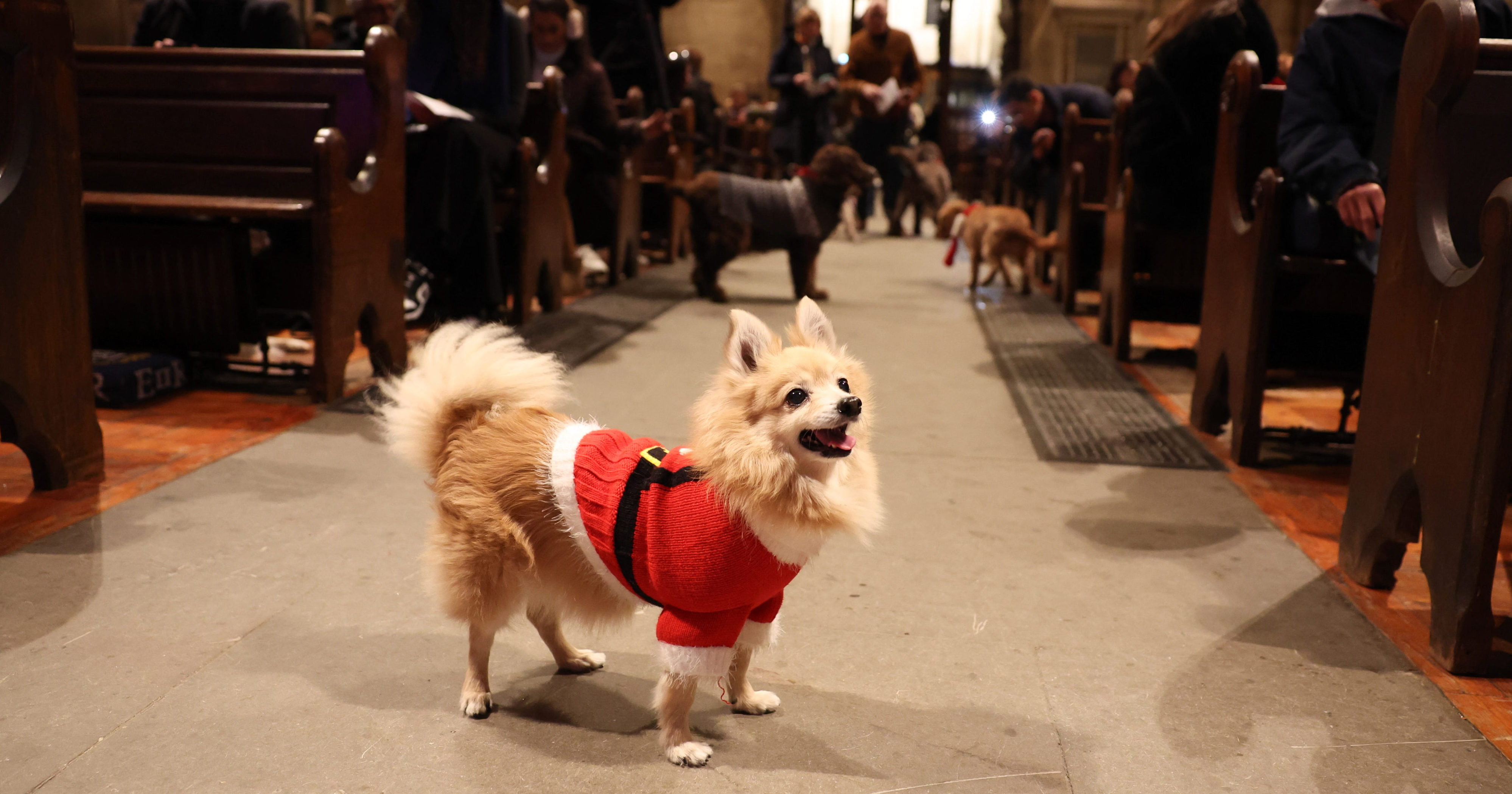 Hundreds of dogs attend special carol service in Holland Park