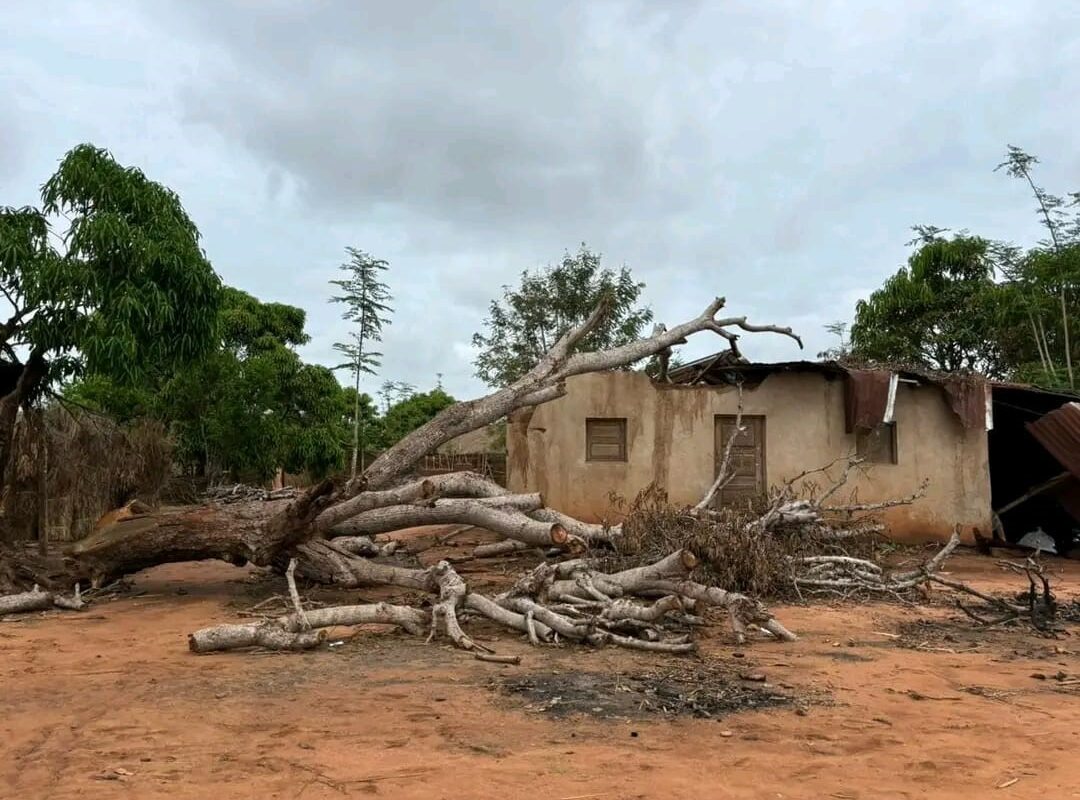 A fallen tree and damaged house