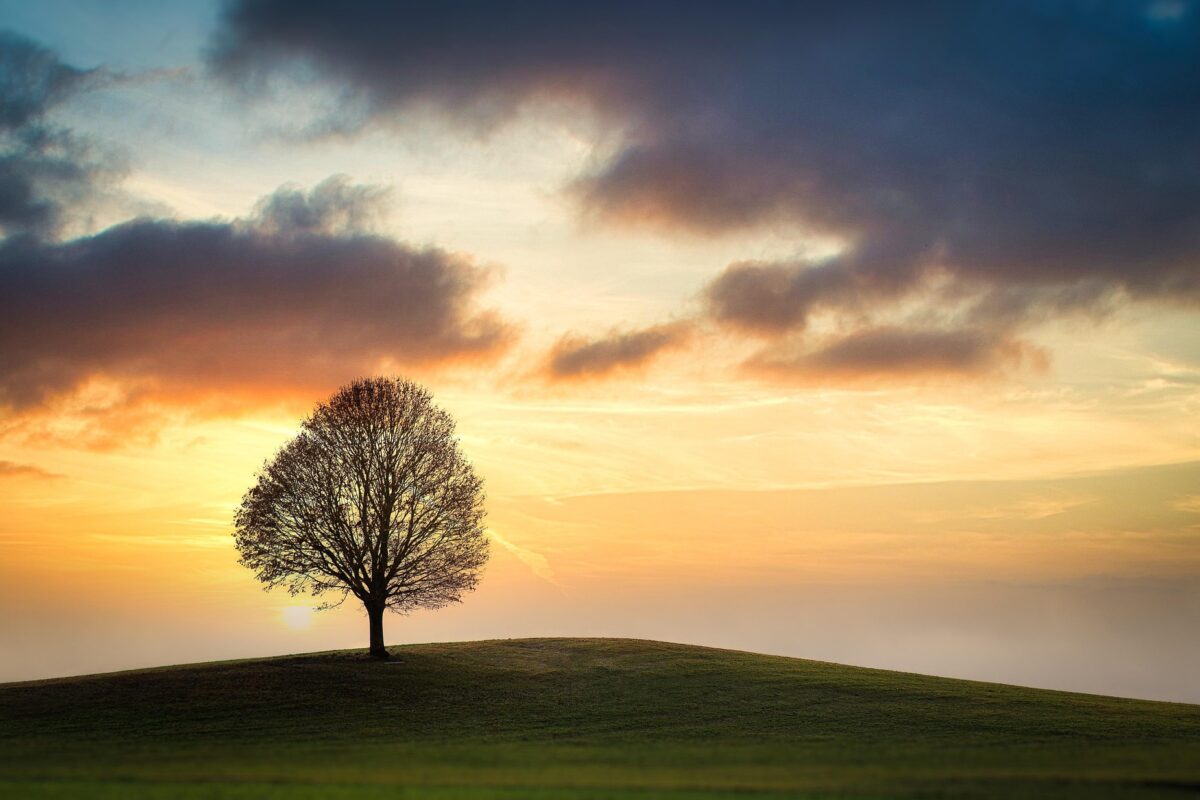 Tree on a hill