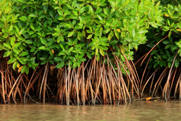 Mangrove forest