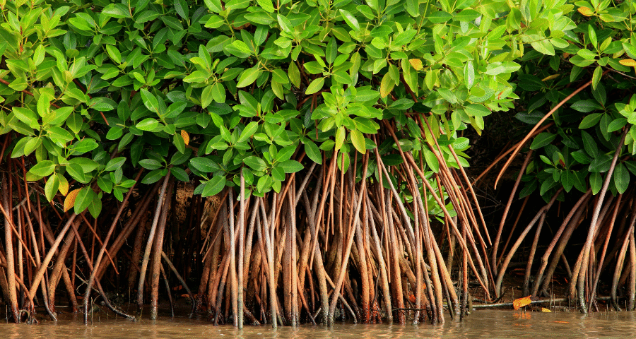 Mangrove forest