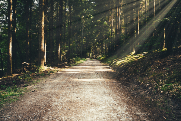 Image of a path in a forest