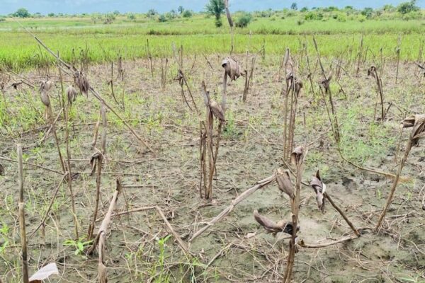 Mozambican field in recovery after flooding.