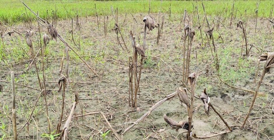 Mozambican field in recovery after flooding.