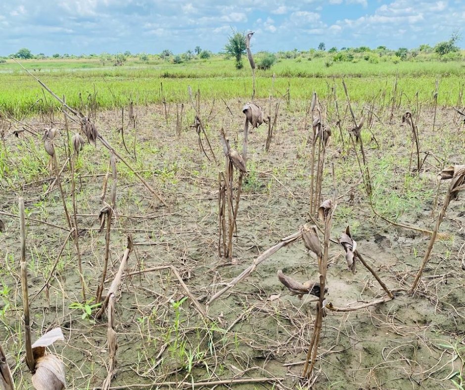 Mozambican field in recovery after flooding.